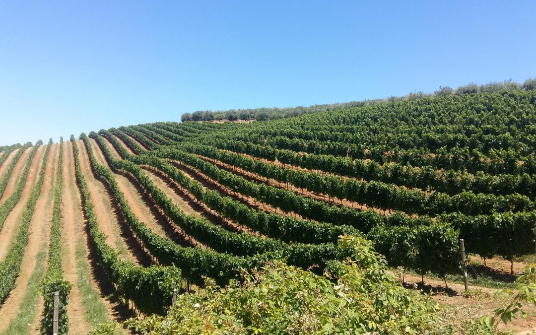 My top 5 best wine farms in the Western Cape
